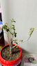 多色重瓣三角梅盆栽花苗耐寒老桩爬藤植物阳台庭院室内外好养花卉植物当年开花三角梅树苗 嫁接多色 5年精品苗 实拍图