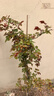 花友藤本月季花苗月季花树苗盆栽特大花苗庭院爬藤植物阳台蔷薇爬墙 黄金庆典【爬藤】大苗 1-1.3米高度多分叉 实拍图