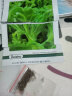 北蔬 蔬菜种子大全品种阳台四季播种菜籽 批发家庭种植农科院种子春季 （冰草）冰菜种子 1100粒/袋 实拍图