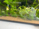 萌嘟星宠 鱼缸底砂水族箱底沙子细沙黄花色龟缸多肉装饰0.5-1mm 太行黄沙 实拍图