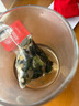 养益君 桑叶双瓜茶150g（30小袋）降霜打桑叶茶冬瓜皮苦瓜茶老年养生茶 实拍图