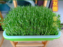 北蔬 芽苗菜种子豆芽菜无土栽培水培蔬菜种籽 白豌豆芽苗菜种子200g 实拍图