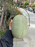 现货正宗保甜当季新鲜水果脆甜晓蜜哈密瓜 精选1.5--2斤（1颗装） 实拍图