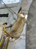 卫仕套装犬益生菌50g*2 狗狗幼宠添加活性益生菌新生小犬 宠物益生菌 调理肠胃 实拍图