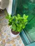 茶花垃圾桶纸篓家用桌面垃圾筒卫生桶塑料家居收纳储物桶 蓝色 8.3L单只 实拍图