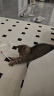 憨憨乐园木天蓼猫咪磨牙棒猫玩具自嗨解闷逗猫棒耐咬幼猫用品玩具养猫神器 实拍图