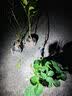尔澜2cm当年结果波姬红无花果树苗无花果苗露天种植水果苗木源头直发 实拍图