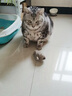 猫玩具小老鼠毛绒宠物猫咪玩具仿真遥控老鼠手动幼猫自嗨逗猫狗狗 【白色】发条小老鼠 实拍图