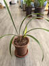 劉閣蘭花兰花苗 素心铁骨天香 夏带浓香花苞室内室外绿植兰草花卉盆栽 2苗连体裸根 实拍图