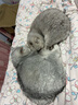 网易严选猫罐头猫湿粮宠物零食猫用浓汤白肉罐头 鸡丝蛋黄口味85克*12罐 实拍图