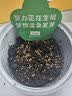 IAM City Farmer牵牛花罐头盆栽绿植花卉种植罐头种子diy盆栽开学季种植作业10068 实拍图