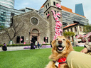 伯纳天纯生·鲜系列海洋盛宴犬粮（专供）10kg*2 实拍图
