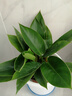 大叶金钻绿叶子大型绿植室内外栽种四季好养四季常绿礼客厅绿植 大叶金钻小盆栽30-40厘米高度 1 盆3颗 不含盆 实拍图