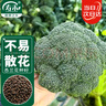 寿禾 西兰花种子种苗青花椰菜盆栽蔬菜种籽 齐松西兰花种子200粒/袋*2 实拍图