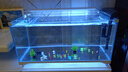 爬将军新款鱼缸生态超白玻璃缸家用客厅办公室桌面养金鱼斗鱼水族箱造景 60CM缸【标配套餐】+养鱼大礼包 实拍图