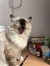 麦富迪 超级霸弗饼萌猫物语猫粮成猫幼猫粮麦富去毛球美毛奶糕粮猫咪营养主粮1.5kg 成猫美毛1.5kg 实拍图