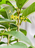 花病康喷剂杀菌剂花卉通用免稀释直接喷多菌灵植物通用杀菌剂官方 3瓶【1500ml】带喷头 实拍图