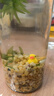 韩锦微景观生态瓶观赏鱼好养耐活真水草桌面迷你小鱼缸DIY作业韩锦 圆柱河沙蜈蚣草 实拍图