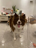 SODOG 新款彩屏遥控训狗器止吠器电击项圈训狗神器防止狗叫防爆冲 KT47-拖1(1只狗狗的选) 实拍图