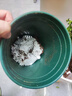 开时果 栀子花盆栽浓香型四季开花卉 阳台花卉好养绿植物源头直发包邮 加仑盆【120杯#栀子花】 实拍图