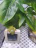 Barbarous Growth玻璃爬缸蜥蜴蛇甲虫乌龟陆龟爬宠爬虫角蛙饲养箱盒专用缸爬宠饲养 BT-03(20*20*30)【磁吸不跑蛇】 实拍图