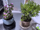 开时果 各类小盆栽绿植素材苗 小叶赤楠造景微景观植物盆景源头直发包邮 小叶赤楠（小杯） 实拍图
