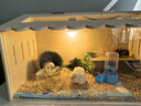 宠丽安芦丁鸡专用屋笼子大号专用饲养箱全套育雏箱别墅造景多用恒温箱 50*30恒温一体天窗款3-5只 实拍图