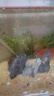 疯狂水草鱼缸水草植物直接入缸火山石鱼缸造景套餐20-40cm缸源头直发包邮a 晒单实拍图