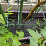 绿族有机肥5KG发酵干鸡粪肥蔬菜花卉盆栽绿植果树鸡粪有机肥料花肥 实拍图