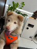 COCS狗绳狗狗牵引绳胸背带柯基柴犬遛狗绳中小型犬可调节背心式狗背带 橙色狗胸背带1个-1.5米狗绳1根 M适合（13-32斤） 实拍图