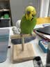 BIRDSTORY鹦鹉鸟用T站台多功能T形桌面训练鸟站架体重秤称重中小型鸟具用品 T型实木站杆 实拍图