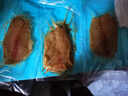 食者道鲜鱼排去骨去刺轻食高蛋白低脂肪鲷鱼排罗非鱼儿童油煎小吃80g/袋 黑椒鱼排 1kg *2袋 实拍图