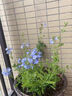 蓝雪花苗盆栽大苗带花苞阳台植物好养的花卉四季开花不断天竺葵鲜 蓝雪花小苗20-25厘米高一盆（原盆土栽好） 实拍图