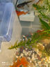 松宝（sobo）鱼缸潜水泵鱼缸过滤器循环泵水族箱抽水泵氧气泵 AQ-1000款15W 实拍图