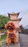 新宠之康 宠物羊奶粉猫咪狗狗幼犬新生猫咪奶粉犬猫通用 实拍图