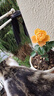 护花侬【带花包发货】欧月果汁阳台室内观花植物花卉盆栽四季开花月季 小苗带花苞10-20cm 实拍图