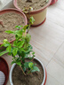 绿之妙圆叶正宗虎头茉莉花盆栽室内浓香花卉重瓣老桩带花苞四季开花植物 实拍图