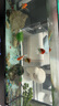 意品鱼缸刷磁力刷玻璃擦清洗神器擦缸器无死角刷子水族箱清理清洁工具 中号【适合壁厚15MM以内】 实拍图