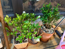 京云梦清香木盆栽胡椒木防蚊虫驱蚊草土培好养绿植室内塑料盆源头直发 实拍图