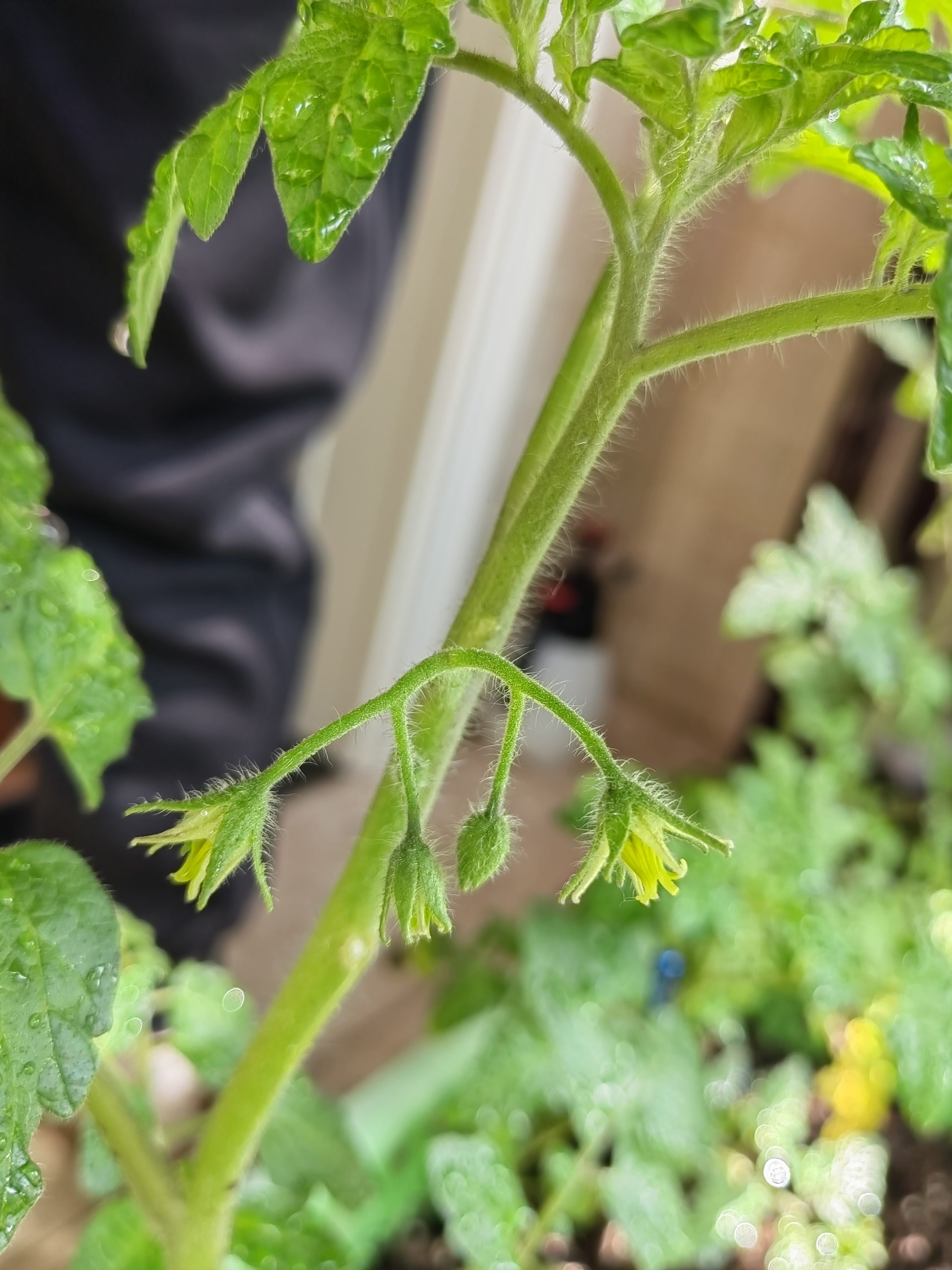 阳台种菜专用土蔬菜营养土果蔬园艺有机土壤家庭种菜土种植土 种菜土5斤【果蔬适用】 实拍图