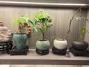 大型室内客厅盆栽花卉八方来财鸭脚木绿植七叶莲发财树鸭掌木 八方来财（不带盆 实拍图