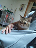 驭瑛撸猫围裙专用衣服抱猫服猫咪剪指甲固定包神器围兜防毛罩衣不粘毛 轻薄-撸猫围裙(带洞) 实拍图