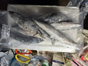 京喜加新鲜冷冻鲐鲅鱼青岛海捕青占鱼整条青花鱼海鲜 2斤鲐鲅鱼3/4两一条【约5~7条】 实拍图