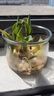易囍艺 郁金香种球水培盆栽花卉土培室内花绿植盆栽水养植物花卉进口大 粉色郁金香5球+玻璃瓶+石子+营养液 实拍图