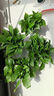 绿萝盆栽室内植物花卉净化空气绿植水培垂吊大叶绿萝新房客厅家用 【整高20cm盆口11】原盆吸水2盆送肥料 实拍图