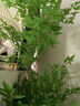 未欧南天竹仿真绿植盆栽高端轻奢室内客厅装饰摆件大型造景落地假花树 180cm 4杆南天竹+轻奢花盆 实拍图