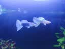 疯狂水草孔雀鱼活体水族宠物观赏鱼冷水耐活小型热带鱼淡水鱼苗 象牙白孔雀鱼【共6条】 实拍图