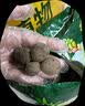 尚洋碳球陶粒5L(15-30mm) 盆栽垫底拌土回填养花无土栽培绿植多肉土 实拍图
