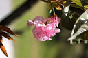佳能（Canon）EOS 600D 700D 850D 800D 760D 750D 550D 500D学生入门级二手数码单反相机人像小痰盂镜头日常家用高清旅游 600D+永诺50 1.8二代镜头 9 实拍图