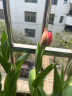 耘淘郁金香种球水培5度球花卉绿植种子土培植物水养盆栽室内室外耐寒 庄园红 红色印象5球+2包肥料 实拍图